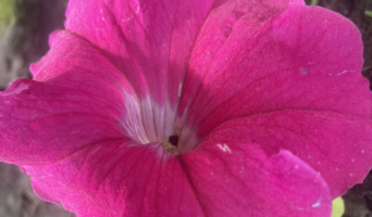 Счастливые отклики звезд с 5 по 9 июня 2024